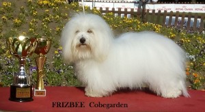 frizbee-cobegarden[19].jpg